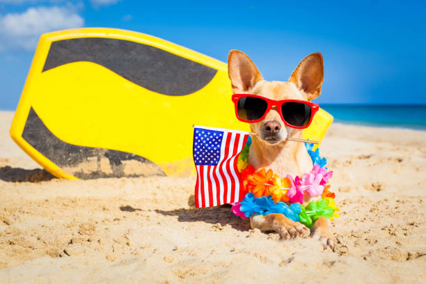 istock surfer dog  at the beach 1159414329
