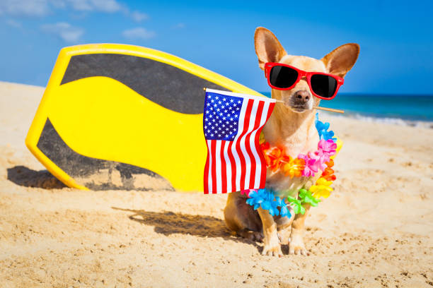 istock surfer dog  at the beach 1159414375