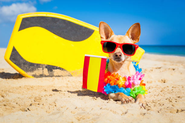 istock surfer dog  at the beach 1159414439
