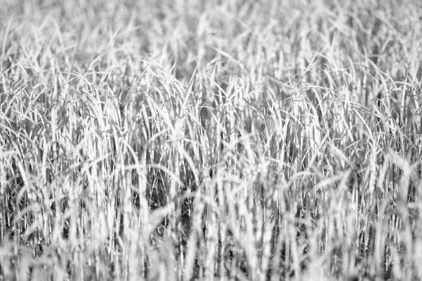 istock seed of rice planting in dry grounds 1159414477