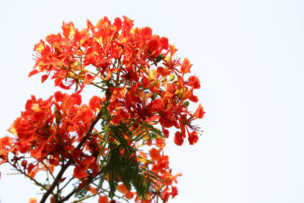 istock Flam-boyant red flowers blooming in summer on isolated background 1159414550