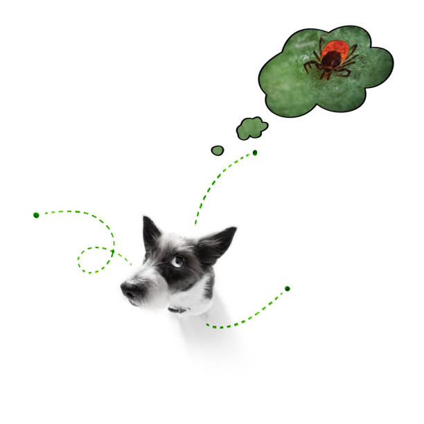 istock dog  with fleas, ticks or insects 1159414599