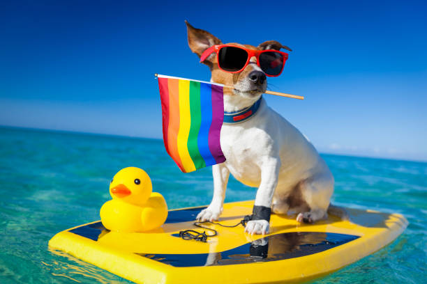 istock surfer dog  at the beach 1159414614