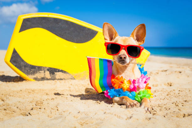 istock surfer dog  at the beach 1159414638