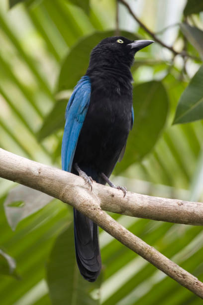 istock Vertical of perched San Blas Jay, Cyanocorax sanblasianus 1159414800