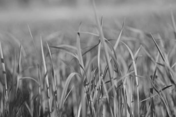 istock seed of rice planting in dry grounds 1159416280