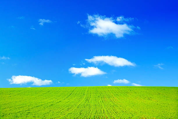 A fresh, vibrant background image of a green field (freshly-sprouted crop on a gentle hill) and brilliant blue sky with some white fluffy clouds. Taken in northern Tasmania, Australia.
