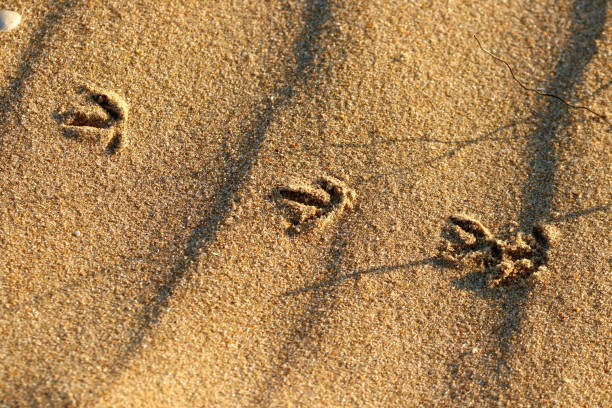 istock Wader footprint on the beach 1159416686