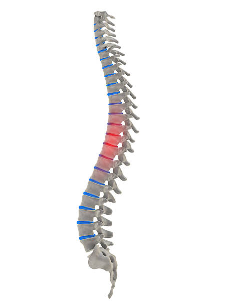 istock pain in the middle spine 115941743