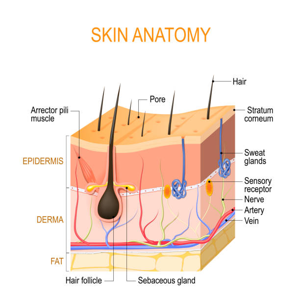 ilustraciones, imágenes clip art, dibujos animados e iconos de stock de anatomía de la piel. capas: epidermis (con folículo piloso, sudor y glándulas sebáceas), derma y grasa (hipodermis) - piel partes del cuerpo