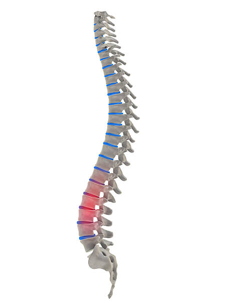 istock pain in the bottom spine 115941748