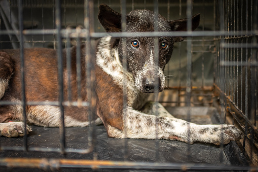 A close up of a stray street dog in Thailand in a crate awaiting medical treatment, very sad expression in the dog's eyes, nobody in the image