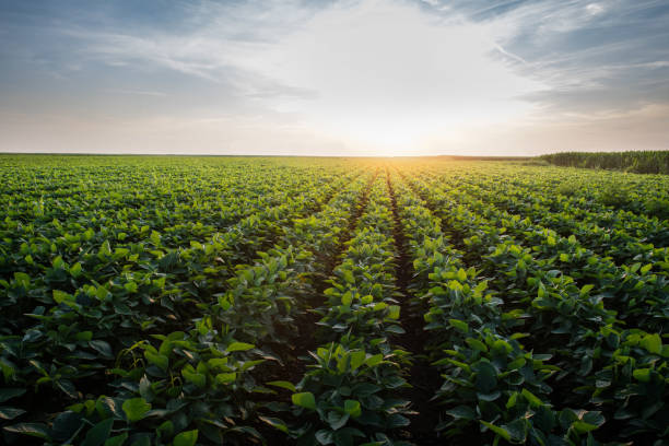 istock Soy bean fields in summer season at sunset. 1159419198