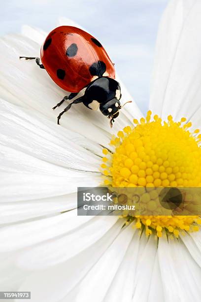 Mariquita Foto de stock y más banco de imágenes de Color - Tipo de imagen - Color - Tipo de imagen, Con lunares, Detalle de primer plano