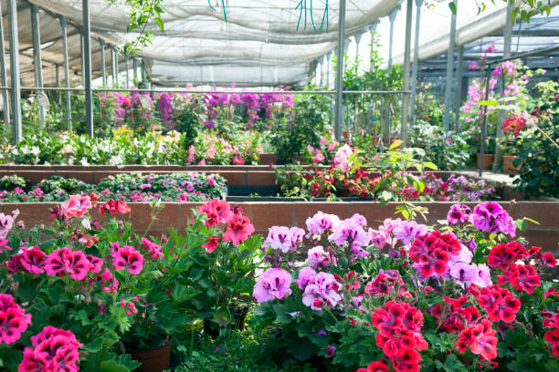 istock Garden center 1159419760