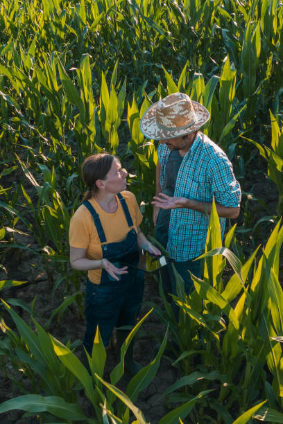 istock Female agronomist with tablet computer advising corn farmer in field 1159419793