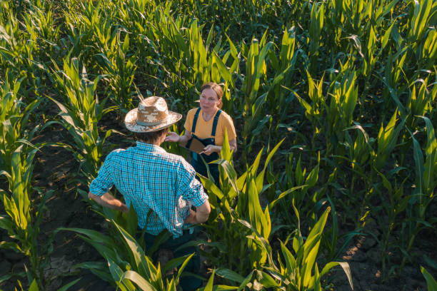 istock Female agronomist with tablet computer advising corn farmer in field 1159419801
