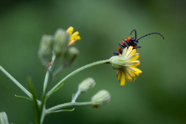 istock Close-up of a bug on a flower 1159419821