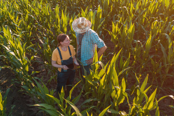 istock Female agronomist with tablet computer advising corn farmer in field 1159419892