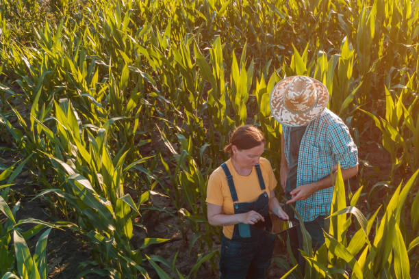 istock Female agronomist with tablet computer advising corn farmer in field 1159419995