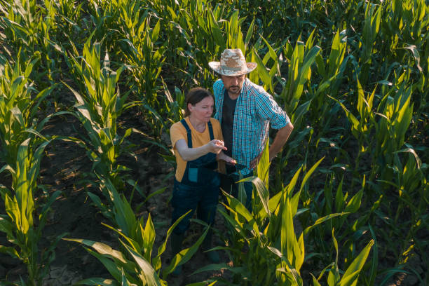 Female agronomist with tablet computer advising corn farmer in field