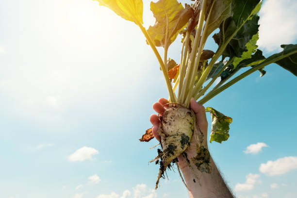 farmer holding extracted sugar beet - sugar beet beet field vegetable imagens e fotografias de stock