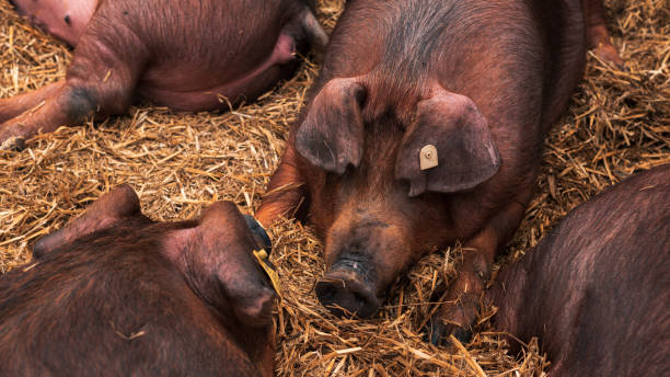 Danish duroc pigs in pen on livestock farm Danish duroc pigs in pen on livestock farm laying down and sleeping. This breed is well known for its excellent meat quality. duroc pig stock pictures, royalty-free photos & images
