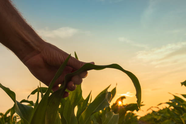 istock Farmer is examining corn crop plants in sunset 1159420125