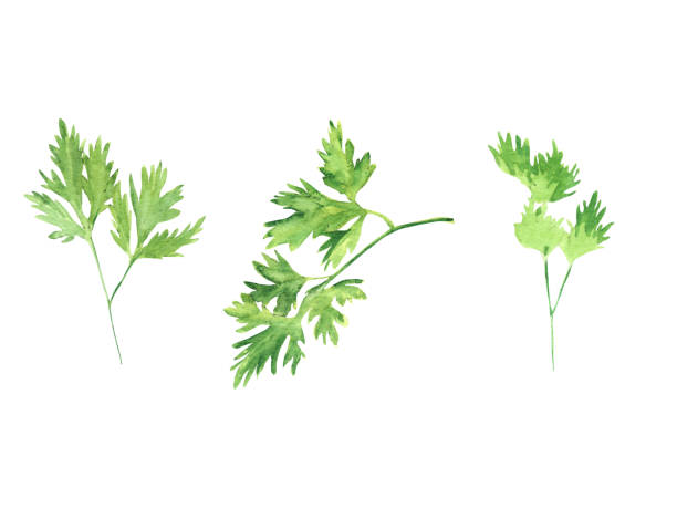 illustrazioni stock, clip art, cartoni animati e icone di tendenza di illustrazione acquerello set di verdi freschi - foglia di prezzemolo isolata - parsley