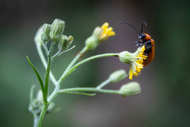 istock Close-up of a bug on a flower 1159420328