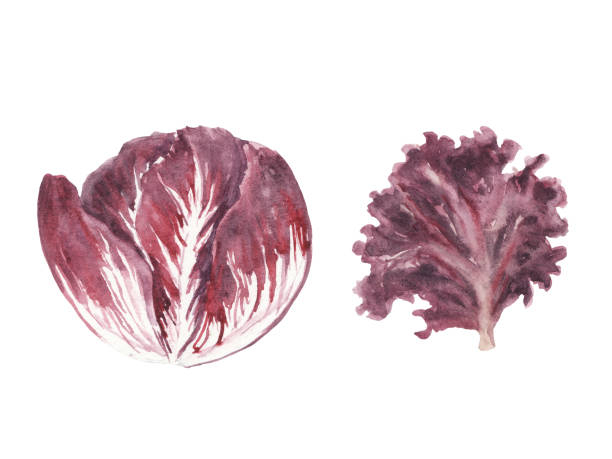 aquarell illustration frische grüns set - radiccio und lolo rossa salatblatt - radiccio stock-grafiken, -clipart, -cartoons und -symbole