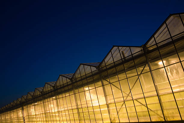 istock lighted greenhouses just after sunset 115942067