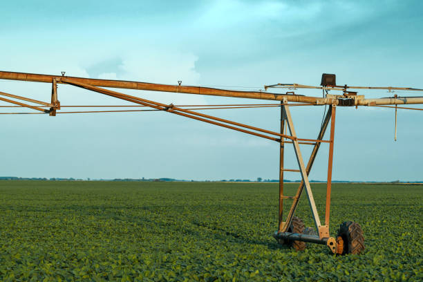 istock Irrigation sprinklers in young soybean field 1159421159