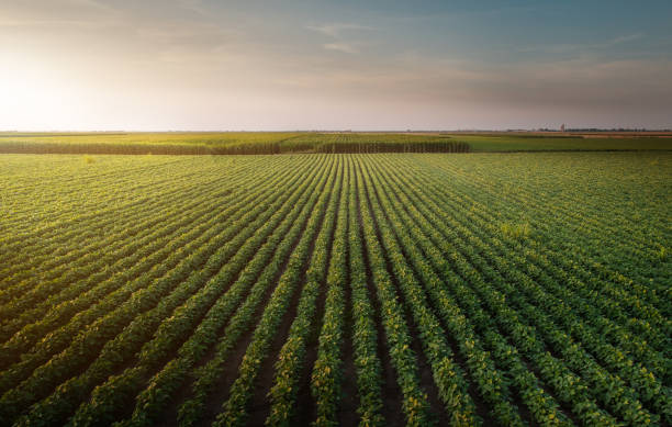 istock Soy bean fields in summer season at sunset. 1159421165