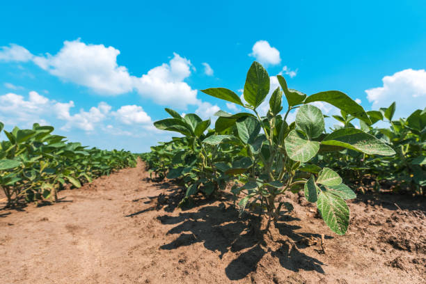 istock Low angle view of soybean plant 1159421271