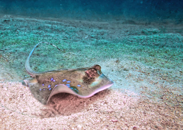 istock Threatened species Kuhl's Bluespotted Stingray (Neotrygon kuhlii) 1159421298