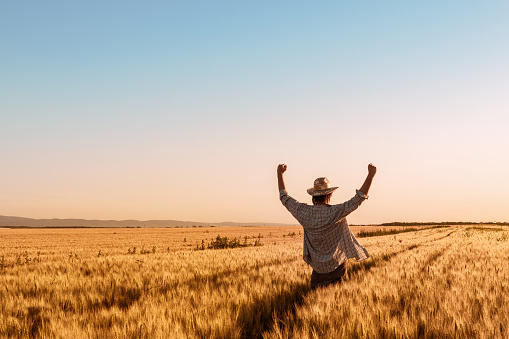 Proud happy victorious wheat farmer with hands raised in V shape celebrating success and abundant yield of ripe cereal crops ready for harvest