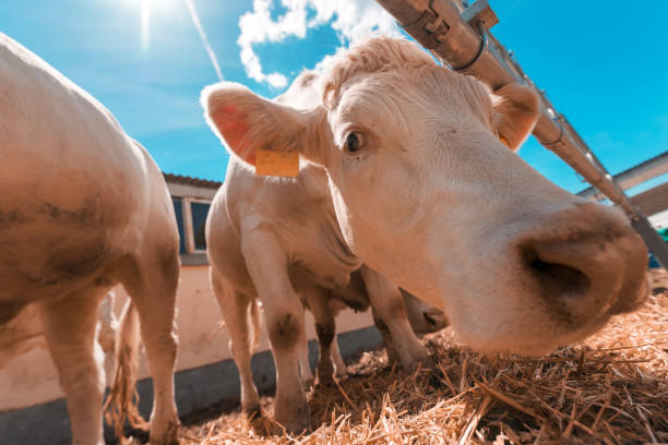 istock White cow on livestock dairy farm 1159421494