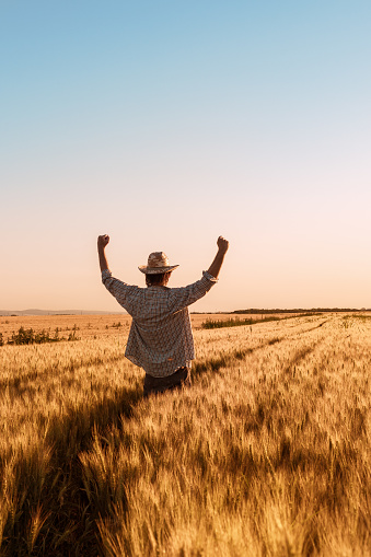 Proud happy victorious wheat farmer with hands raised in V shape celebrating success and abundant yield of ripe cereal crops ready for harvest
