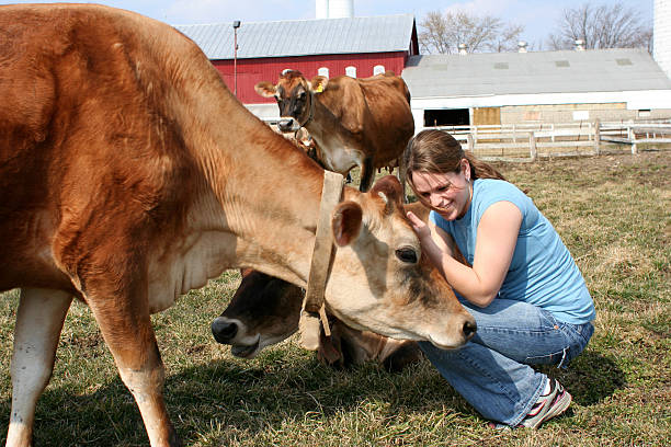 Cute girl petting a jersey cow