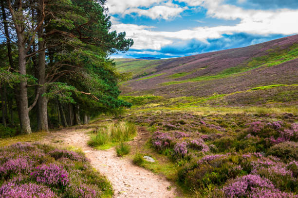 sentier de randonnée dans le parc national de cairngorms. aberdeenshire, écosse, royaume-uni - monts cairngorm photos et images de collection