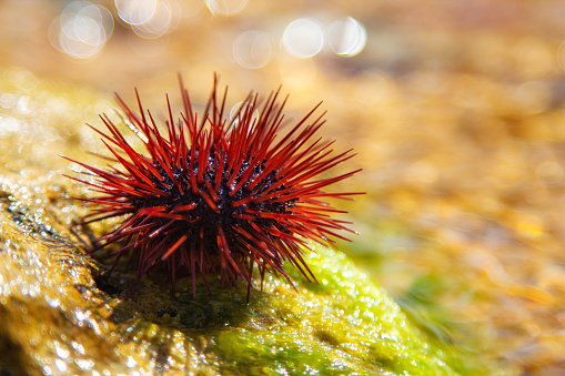 Sea urchin sits on a stone. Prickly mollusc sometimes creeps into the area of a beaches and  swimming people.