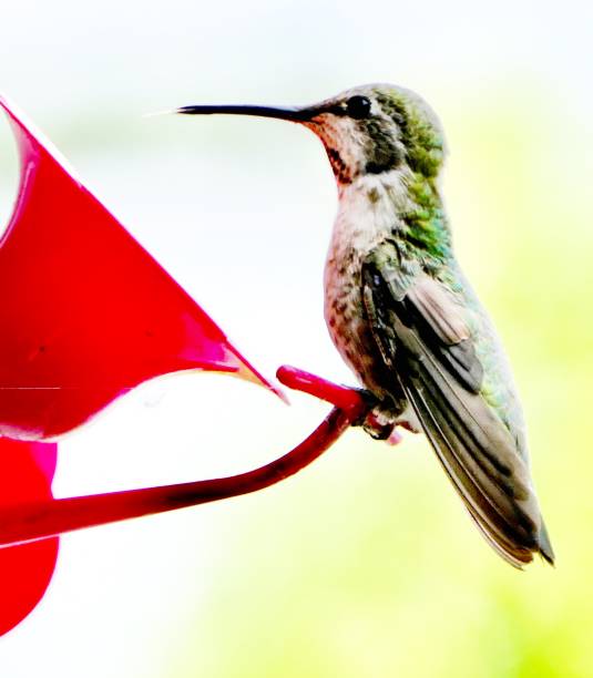 istock Good Morning Humming Bird 1159426584