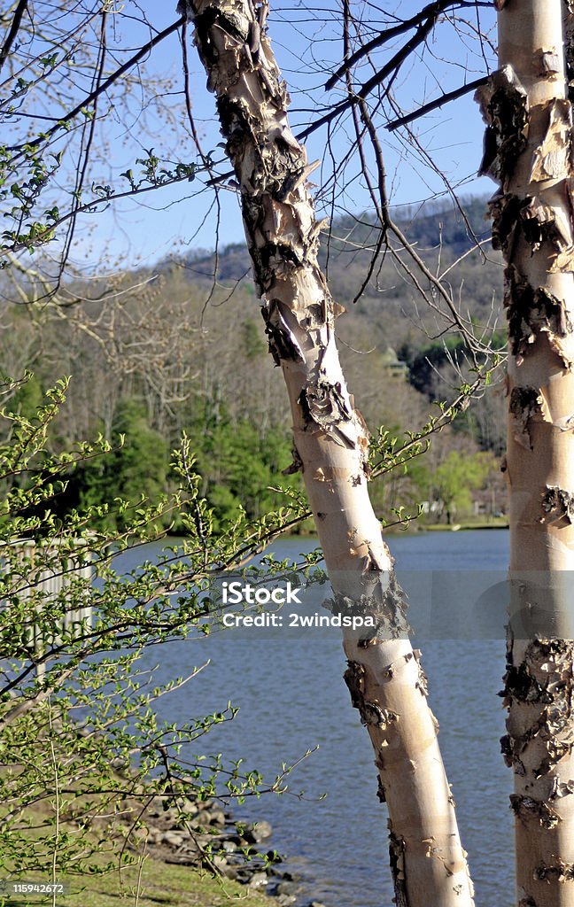 Birches 호수를 루어 - 로열티 프리 0명 스톡 사진