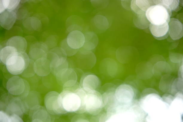 Tropical nature green bokeh Tree, Forest, Formal Garden, Treelined, Plant forest flower dapple gray sunlight stock pictures, royalty-free photos & images