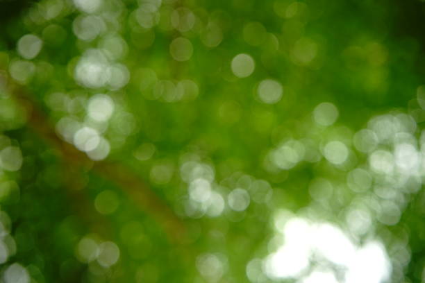 Tropical nature green bokeh Tree, Forest, Formal Garden, Treelined, Plant forest flower dapple gray sunlight stock pictures, royalty-free photos & images