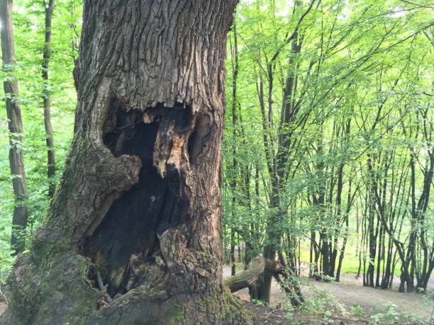 istock a tree of a weird shape with a hollow 1159428030