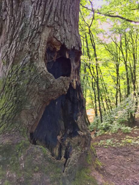 istock a tree of a weird shape with a hollow 1159428031