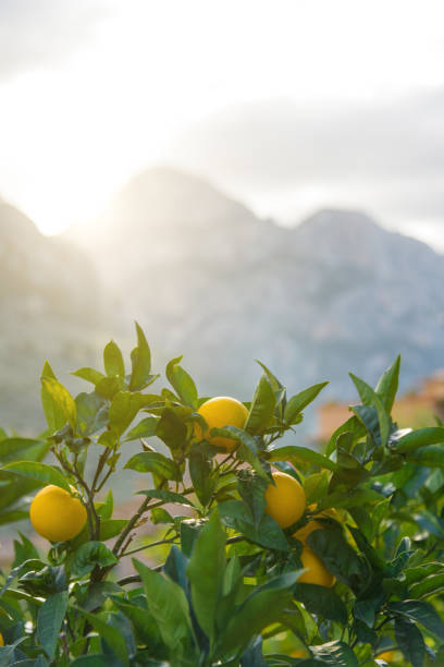 Oranges on a tree on a farm in Mallorca