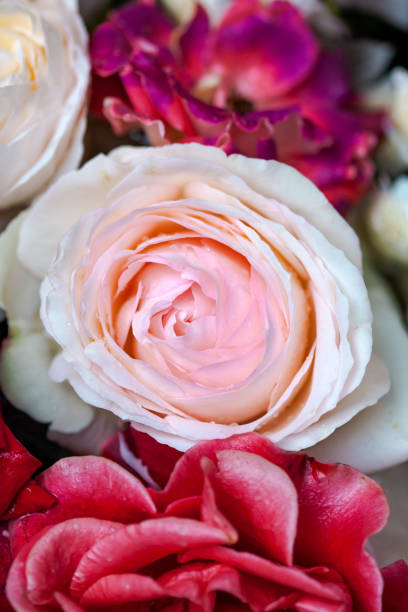 istock rosebuds in the water after rain 1159428408